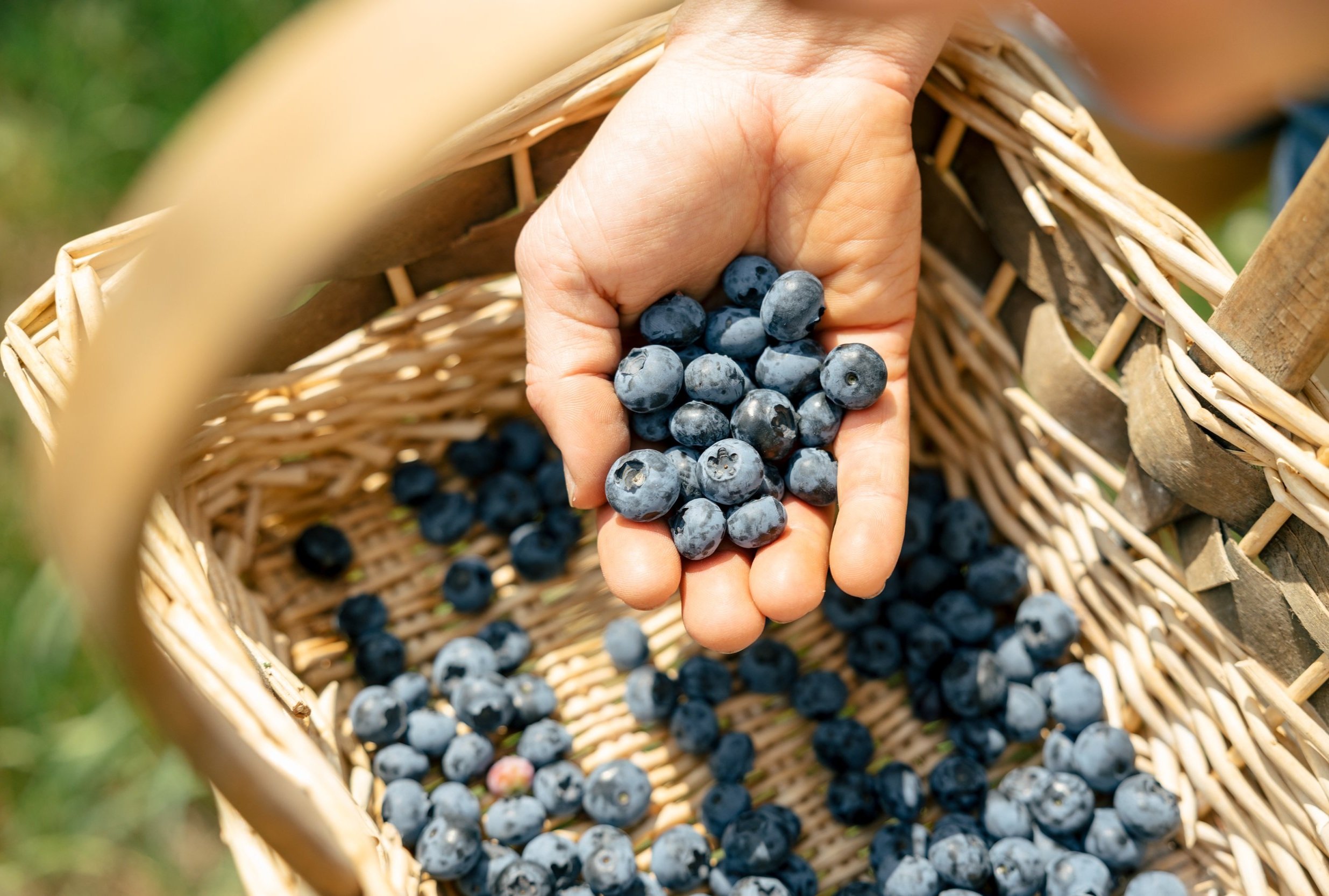 A hand holding fresh blueberries over a woven basket filled with more blueberries, outdoors in a natural setting.
